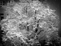 Frozen
