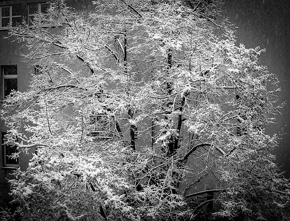 Frozen